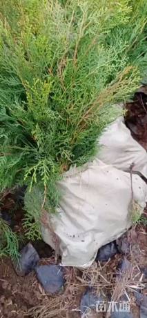 高度30厘米洒金柏