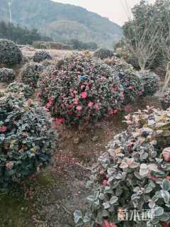 冠幅140厘米茶梅球