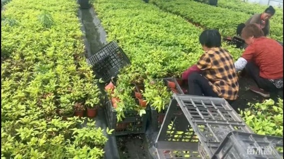 高度25厘米火焰南天竹