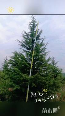 高度500厘米雪松