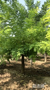 8公分矮杆金枝槐