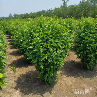 高度300厘米丛生木槿