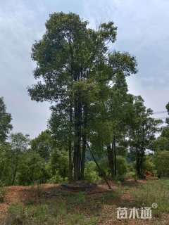 60公分多杆香樟