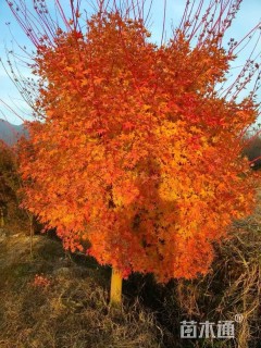 高度300厘米赤枫