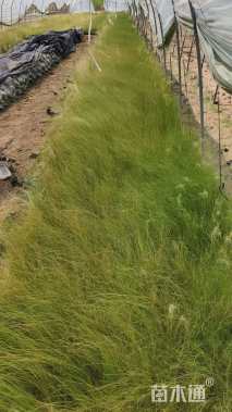 高度20厘米细茎针茅