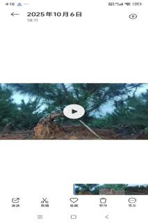 高度150厘米松柏