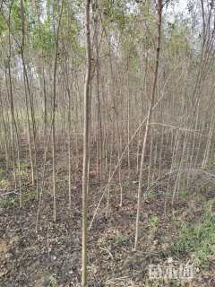 3公分榆树