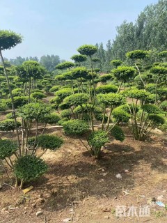 8公分造型大叶女贞