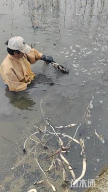 高度35厘米荷花