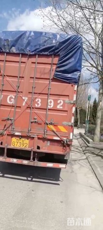 高度40厘米蓝冰麦