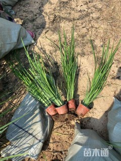 高度15厘米马莲