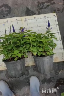 高度35厘米婆婆纳