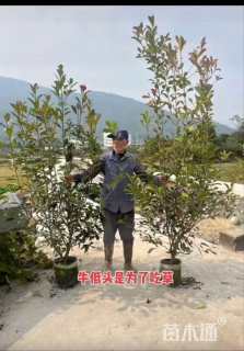 冠幅100厘米红叶石楠篱笆