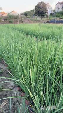 高度20厘米马莲