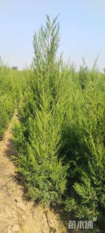 高度160厘米蜀桧