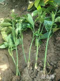 高度30厘米花叶珊瑚