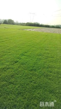 草毯状草皮