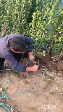 高度150厘米北海道黄杨