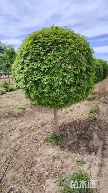 高度60厘米五角枫球