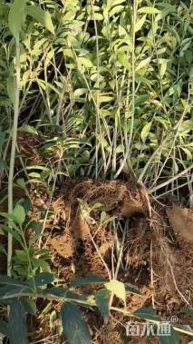 高度35厘米连翘