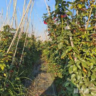 主蔓长100厘米藤本月季