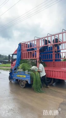 高度50厘米小兔子狼尾草