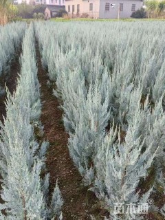 高度180厘米蓝冰柏