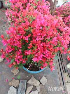 高度100厘米三角梅