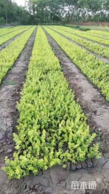 高度45厘米金叶女贞