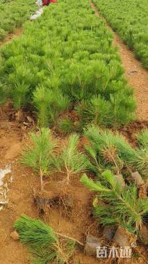 0.7公分松树