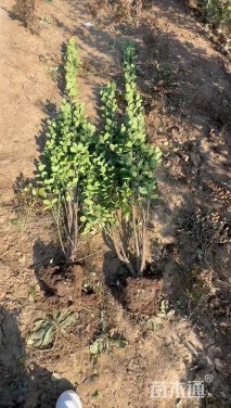 高度180厘米北海道黄杨柱