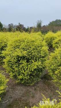 冠幅150厘米千层金球