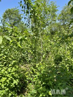 高度250厘米丛生蜡梅