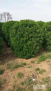 冠幅220厘米大叶黄杨球