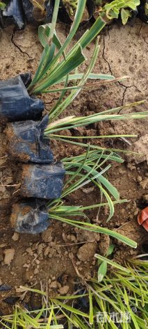 高度15厘米麦冬