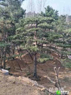 造型松