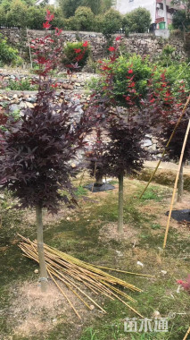 高度180厘米三季红红枫