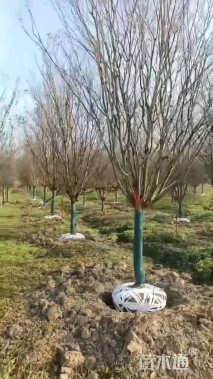 15公分高杆紫薇