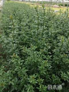 高度40厘米迎春花