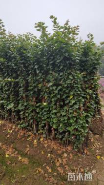 高度150厘米紫花三角梅