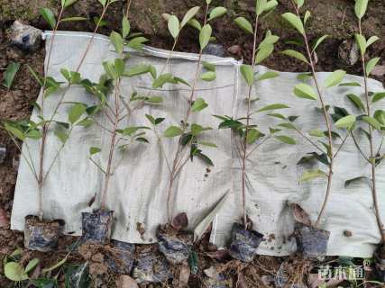 高度50厘米红叶石楠小苗