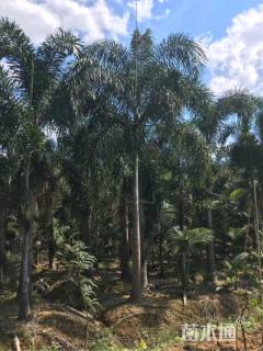 裸干高150厘米狐尾椰