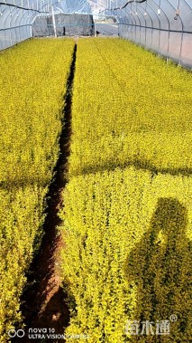 高度25厘米亮金女贞