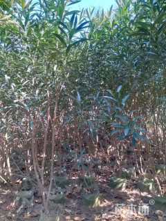 高度70厘米夹竹桃