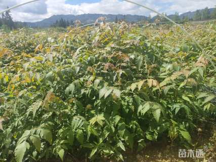 高度50厘米山桐子小苗