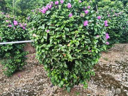 高度150厘米紫花三角梅