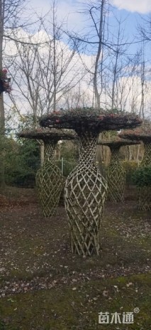 高度300厘米编艺贴梗海棠