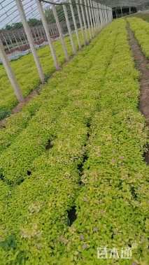 高度20厘米金山绣线菊