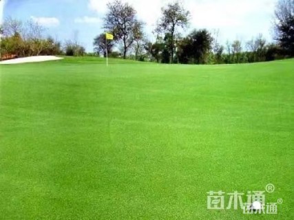 混播黑麦草