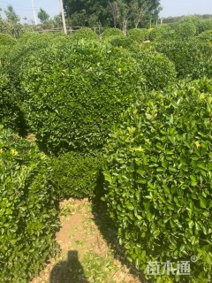 冠幅180厘米大叶黄杨球